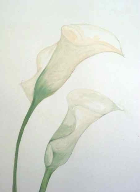 wei&szlig;e Calla